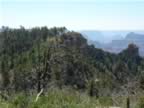 Hiking North Rim- Widforss Trail (22).jpg (95kb)